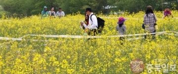 유채꽃밭에서 추억 쌓아요