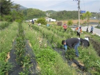 단양군 어상천면직원 농촌 일손돕기 실시