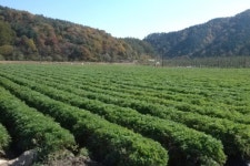삼양인삼약초 | 제천 GAP약초, 인삼공사 수매 청신호