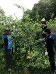 괴산증평교육지원청 직원들, 과수농가 봉사