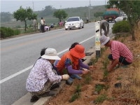 음성군 감곡면 원당2리 도로변 꽃 식재