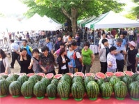 괴산군 제1회 수박품평회 개최