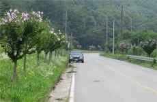 진천군, 민족의 얼 무궁화로 가로수 물들이다