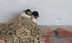 도심 속 제비집 화제