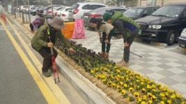 봄꽃으로 새단장한 서원구