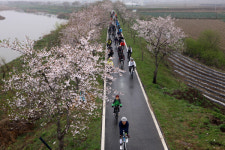 보은군, 벚꽃길 자전거 대행진 개최