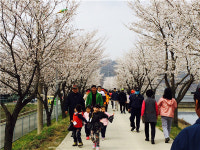 충주시 봉방동 하방마을 벚꽃길 걷기 행사 성료