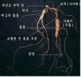 소백산 산양삼 누구나 먹을 수 있다