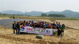 음성 맹동면·동대문구 장안1동, 고구마심기 체험