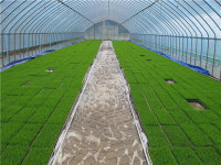 단양군농업기술센터, 못자리 실패농가 예비모 지원