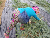 가뭄에 목타는 단양 어상천 농민들