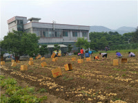 충주달천동 주민자치위, 이웃에 감자 전달