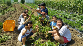 충주달천초, 감자캐기 체험 활동 전개