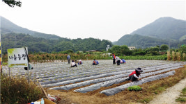 충주 동량면 주민자치위원회, 나눔농장 배추 파종