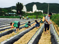 음성 맹동면·새마을지도자맹동협 사랑의 김장김치 담그기 행사