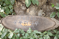 추정 수령 350년 물푸레나무 보은 삼가2리 자생