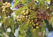 가을, 오동나무 열매