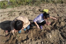 충주소태초, 고구마 수확체험