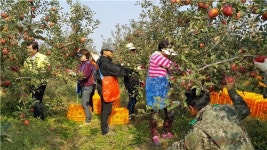 충주, 일손돕기로 농가 시름 달래