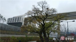 겨울을 예고하는 세종시 방축천변 왕버들 고목