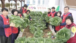 옥상텃밭 가꿔 어려운 이웃 김장전달 화제