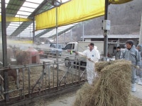 단양군, 구제역 무풍지대 철통 방어 안간힘