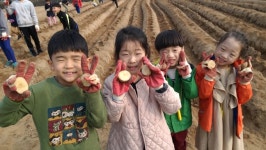옥산초 소로분교 감자심기 체험