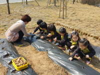 충주국원유치원, 감자심기 체험