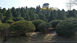 세종시 베어트리파크의 개나리꽃과 상록수