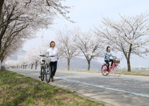 충주 봉방동 하방마을 벚꽃 만개