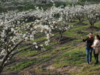 알록달록 과일 꽃 천국…과일나라 영동