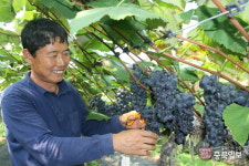 영동 캠벨얼리 포도 첫 수확… 여름 성큼