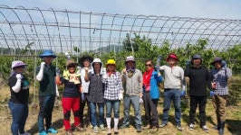 음성 생극면 농촌일손돕기 구슬땀