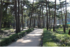 안면도 곳곳에서 여름향기 즐기세요