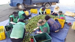 충주 동량면 매실 수확 한창