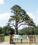 정이품송 500년만에 正一品 승격하나