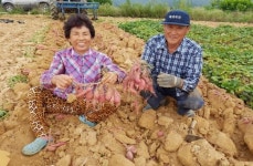 청원구 북이면에 고구마 주렁주렁