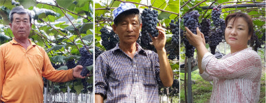 내가 영동군 포도왕이다