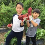 영동 용화초 전교생, 고구마 캐기 체험학습 호응