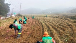 충주 소태면 새마을 고구마 수확 이웃사랑 실천
