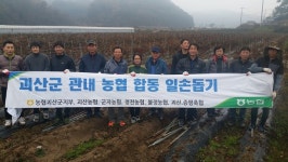 농협 괴산군지부 일손돕기