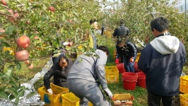 음성군 직원들 농촌일손돕기