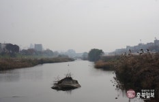 음성군 맹동 AI 고병원성 확인