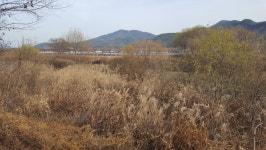 음성 응천 호우대비 정비 시급