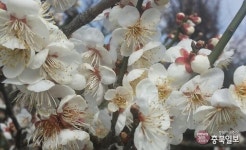 렌즈세상 - 꽃의 순환