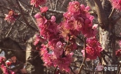렌즈세상 - 다산매화 