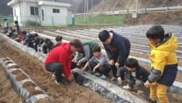 충주달천초 매현분교장, 텃밭 체험 실시