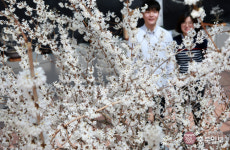 미선나무 꽃 향기…봄 내음 물씬