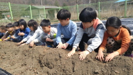 미원초 금관분교장, 감자와 울금 심는 날