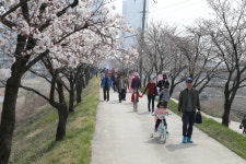 충주호 벚꽃 축제 및 봉방동 하방마을 벚꽃길 걷기 행사 성료